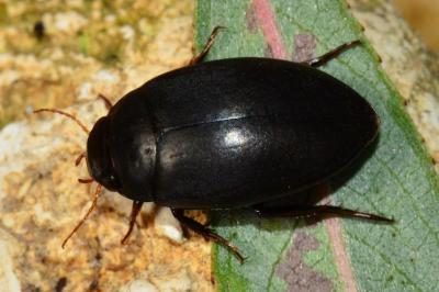 Agabinae