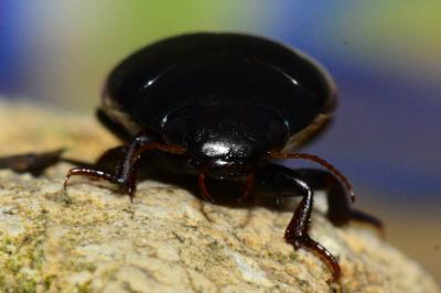 Agabus bipustulatus