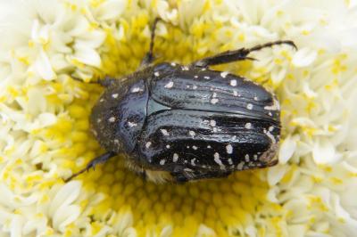 Oxythyrea funesta
