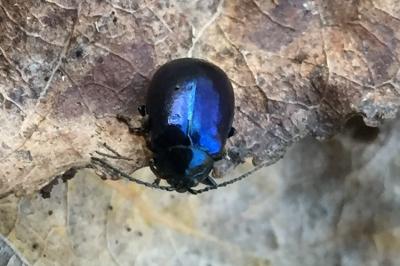 Agelastica alni