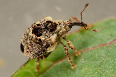 Cionus alauda