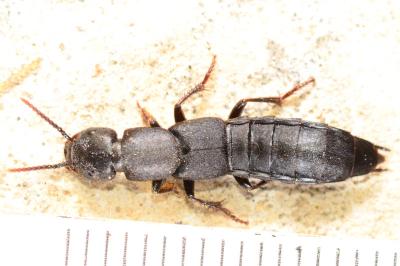 Staphylinidae