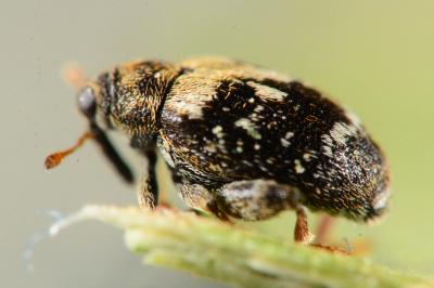 Orchestes hortorum