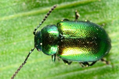 Chrysomelidae