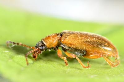 Orsodacnidae
