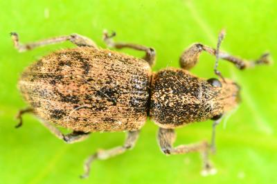 Andrion regensteinense