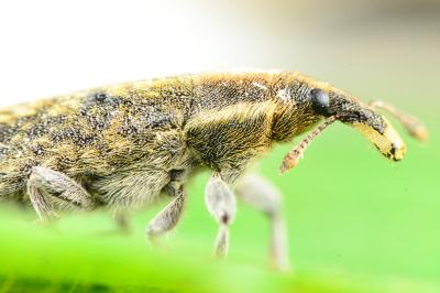 Lixus filiformis