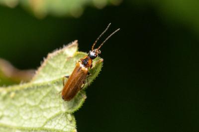 Rhagonycha nigriventris