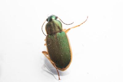 Chlaenius olivieri