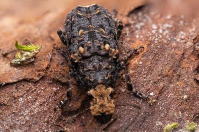 Platyrhinus resinosus