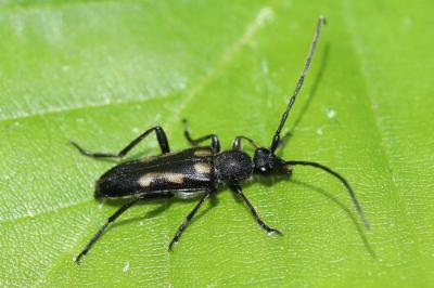 Anoplodera sexguttata