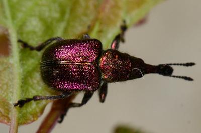 Rhynchites auratus
