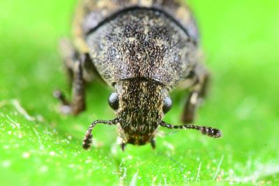 Anthribus nebulosus