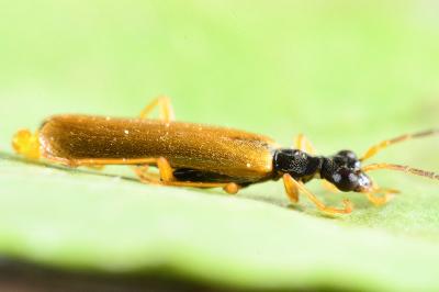 Rhagonycha lignosa