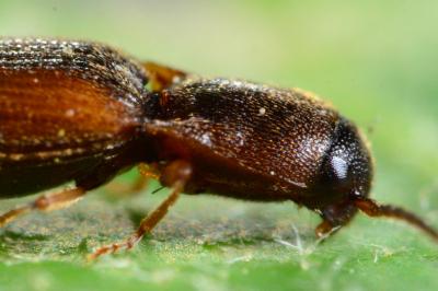 Dalopius marginatus