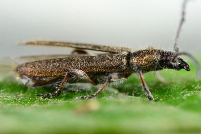 Deilus fugax