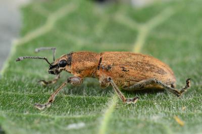 Tanymecus palliatus