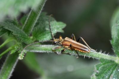 Stenocorus meridianus