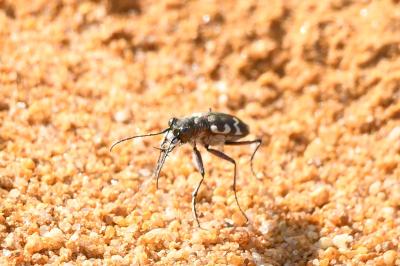 Cicindela hybrida