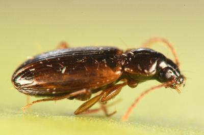 Trechus quadristriatus