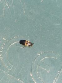 <i>Dermestes lardarius</i>