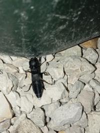 <i>Ocypus olens</i>