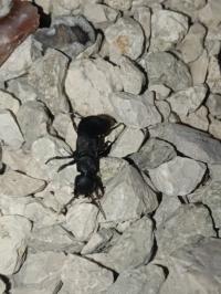 <i>Ocypus olens</i>