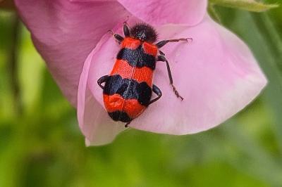 <i>Trichodes apiarius</i>