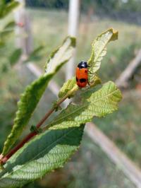 <i>Clytra laeviuscula</i>