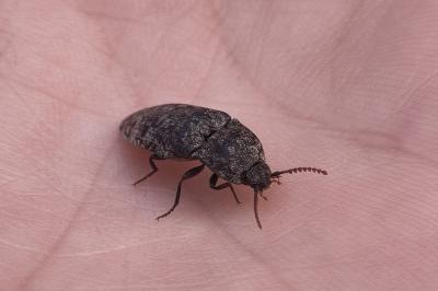 <i>Agrypnus murinus</i>