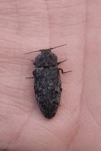 <i>Agrypnus murinus</i>