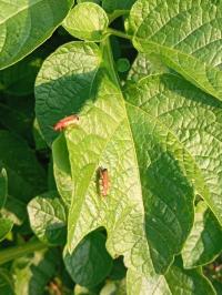 <i>Rhagonycha fulva</i>