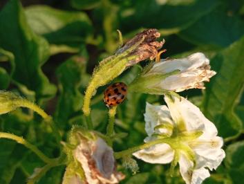 <i>Harmonia axyridis</i>