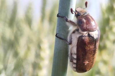 <i>Anoxia villosa</i>