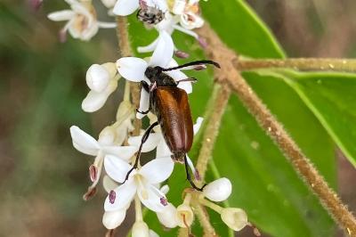 <i>Pseudovadonia livida</i>