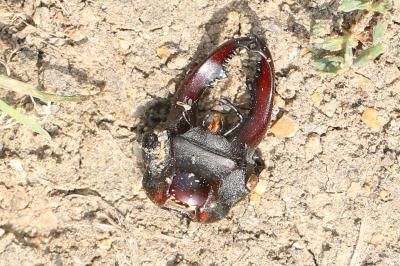 <i>Lucanus cervus</i>