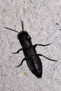 <i>Ocypus olens</i>