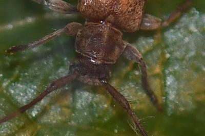 <i>Exocentrus adspersus</i>