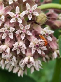 <i>Rhagonycha fulva</i>