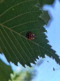 <i>Harmonia axyridis</i>