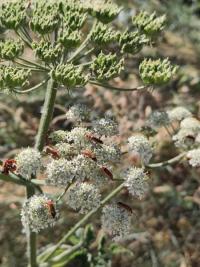 <i>Rhagonycha fulva</i>