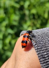 <i>Trichodes apiarius</i>