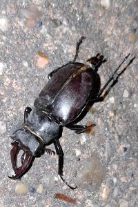 <i>Lucanus cervus</i>