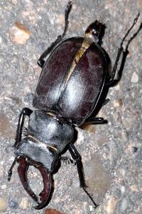 <i>Lucanus cervus</i>
