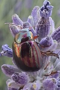 <i>Chrysolina americana</i>