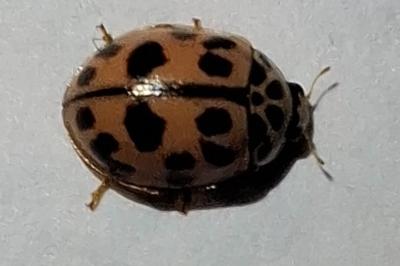 <i>Oenopia conglobata</i>