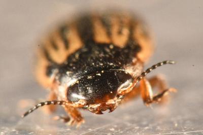 <i>Graptodytes flavipes</i>