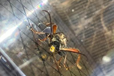 <i>Stenopterus rufus</i>