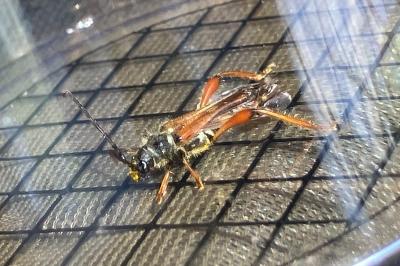 <i>Stenopterus rufus</i>