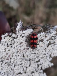 <i>Trichodes alvearius</i>